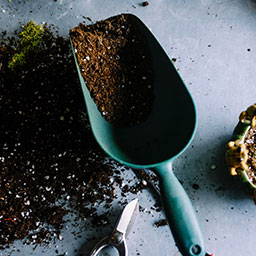 吾輩は猫である